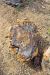 2015-09-30, 031, Escalante SP, UT, Trail of Sleeping Rainbows