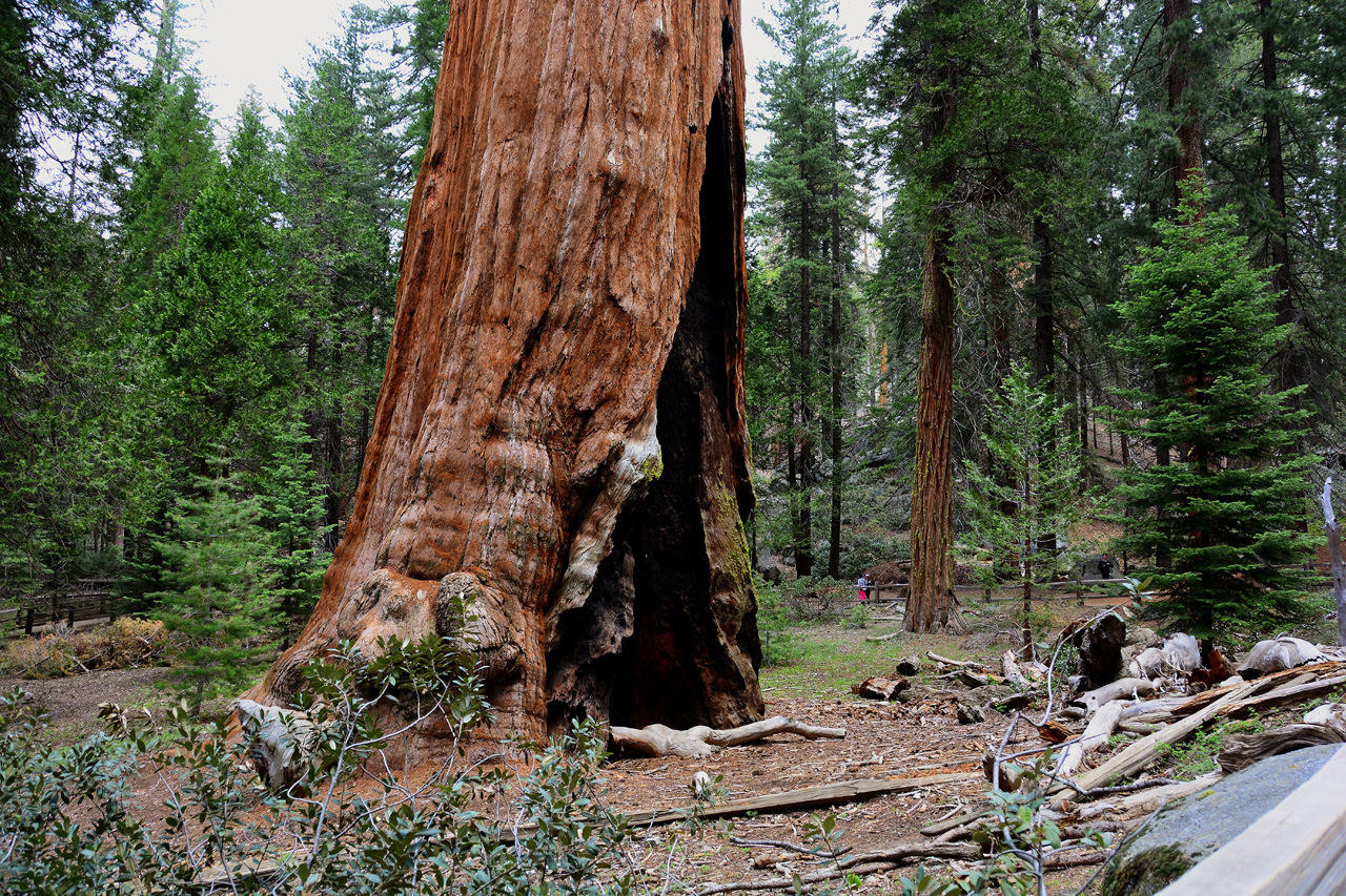 2016-05-24, 011, Kings Canyon National Park, CA