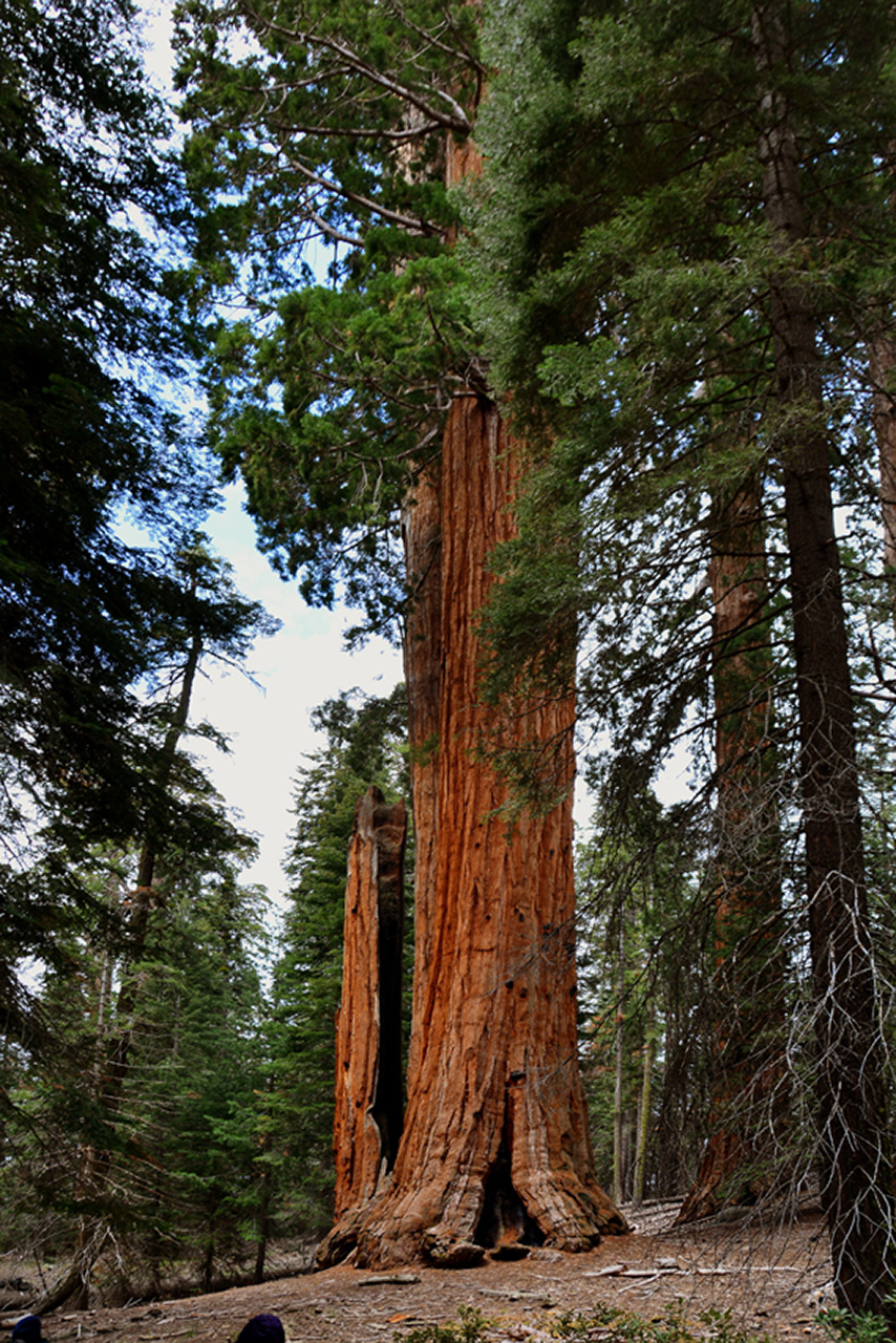 2016-05-24, 021, Kings Canyon National Park, CA