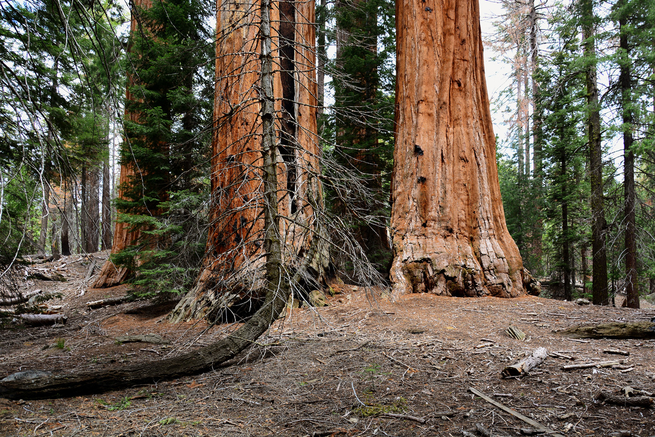 2016-05-24, 025, Kings Canyon National Park, CA