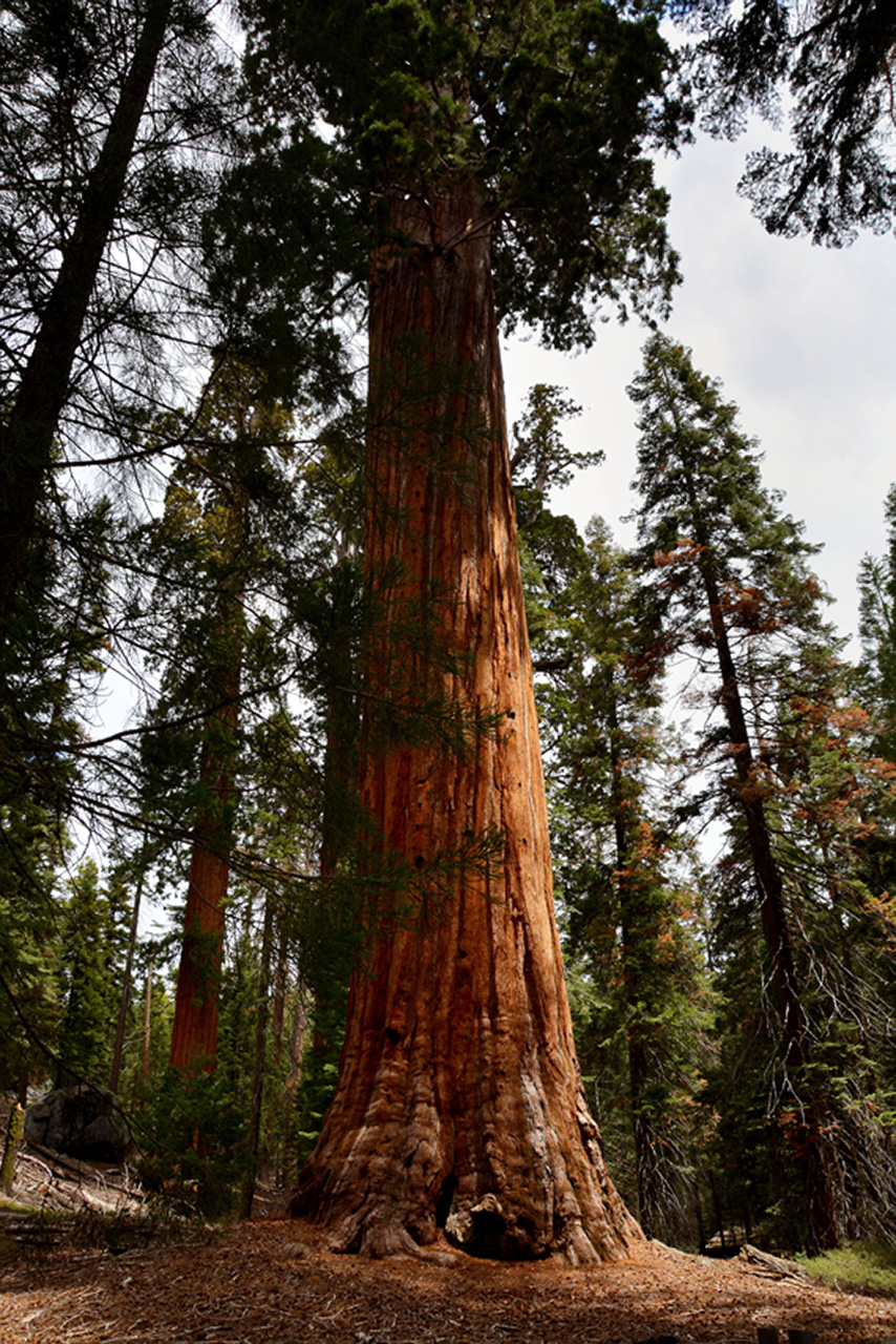 2016-05-24, 028, Kings Canyon National Park, CA