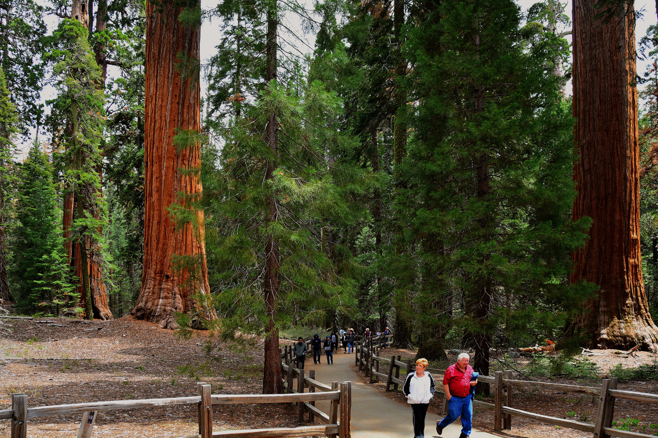2016-05-24, 030, Kings Canyon National Park, CA