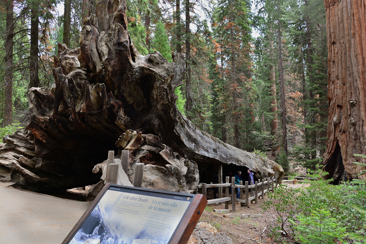 2016-05-24, 036, Kings Canyon National Park, CA