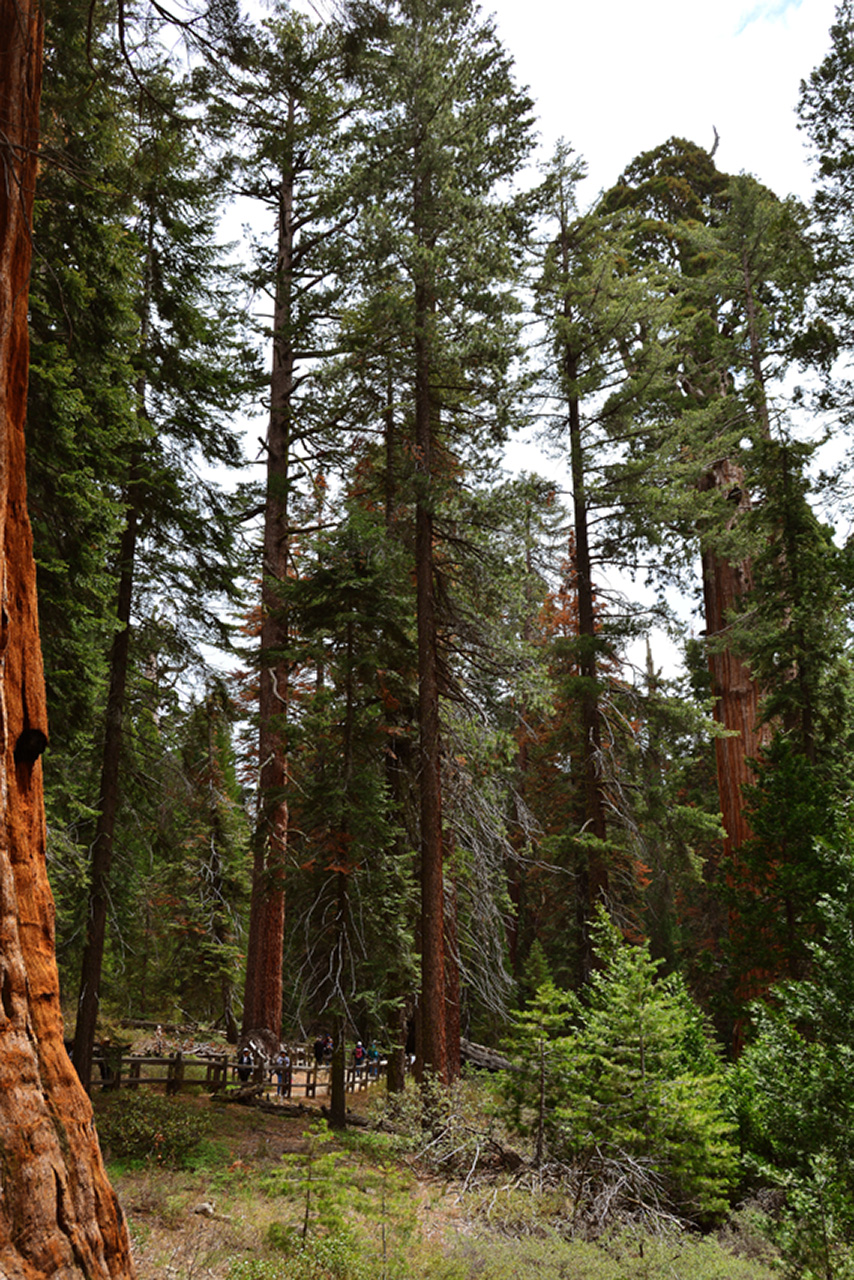 2016-05-24, 039, Kings Canyon National Park, CA