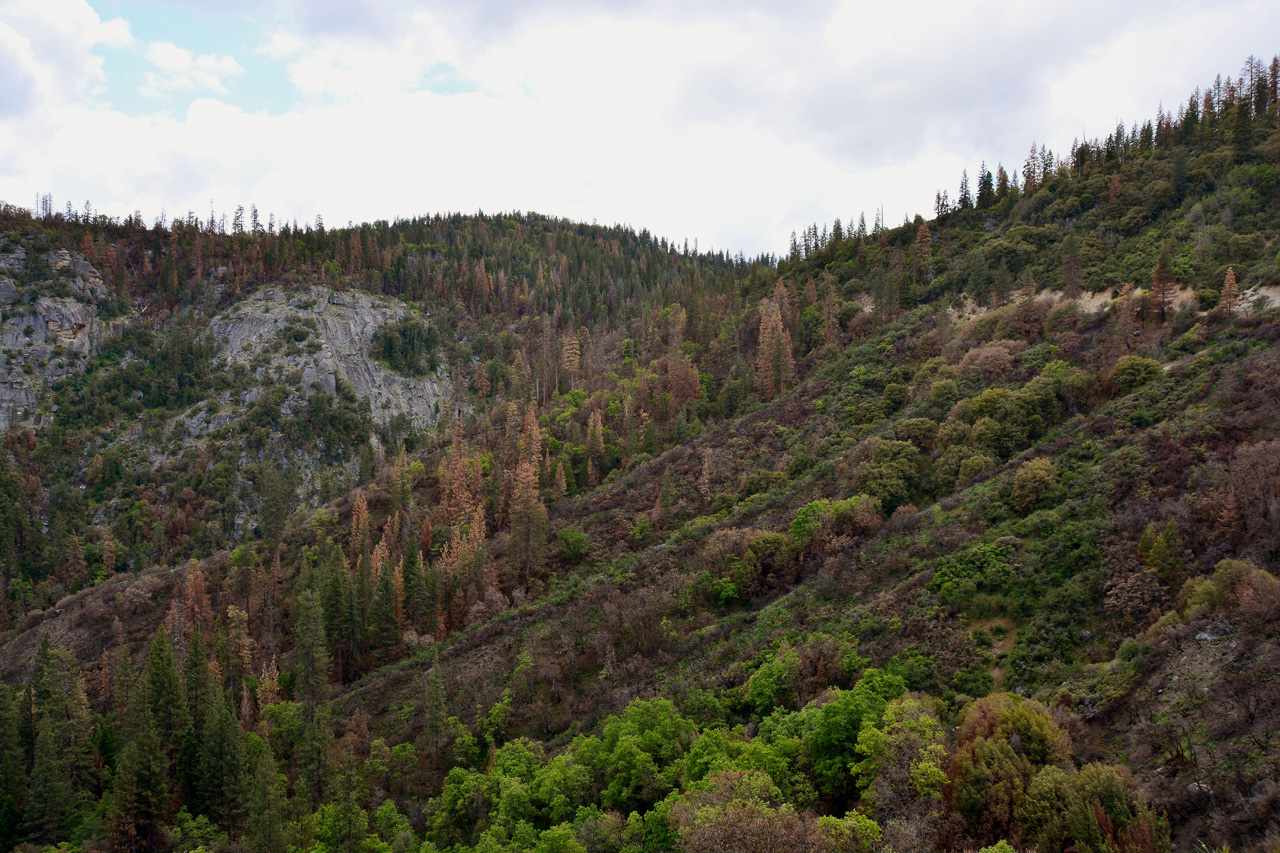 2016-05-24, 048, Kings Canyon National Park, CA