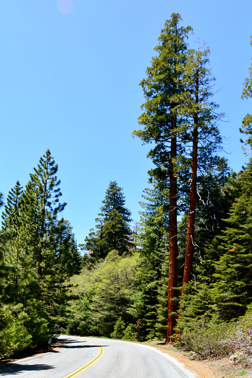 2016-05-19, 012, Ride along Rt 190 & Mtn 50 Sequoia NF