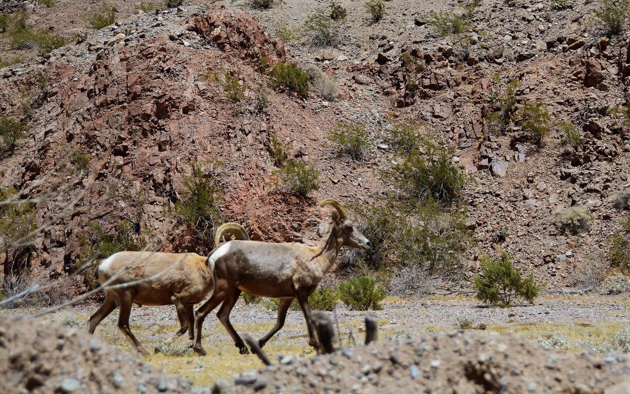 2016-05-27, 007, Willow Beach Long Horn Sheep