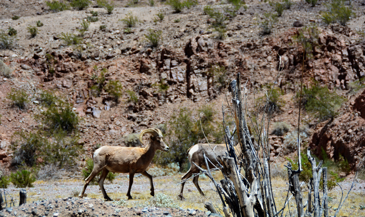 2016-05-27, 008, Willow Beach Long Horn Sheep