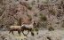 2016-05-27, 007, Willow Beach Long Horn Sheep