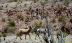 2016-05-27, 008, Willow Beach Long Horn Sheep