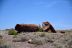 2016-06-03, 027, Petrified Forest, Visitor Area