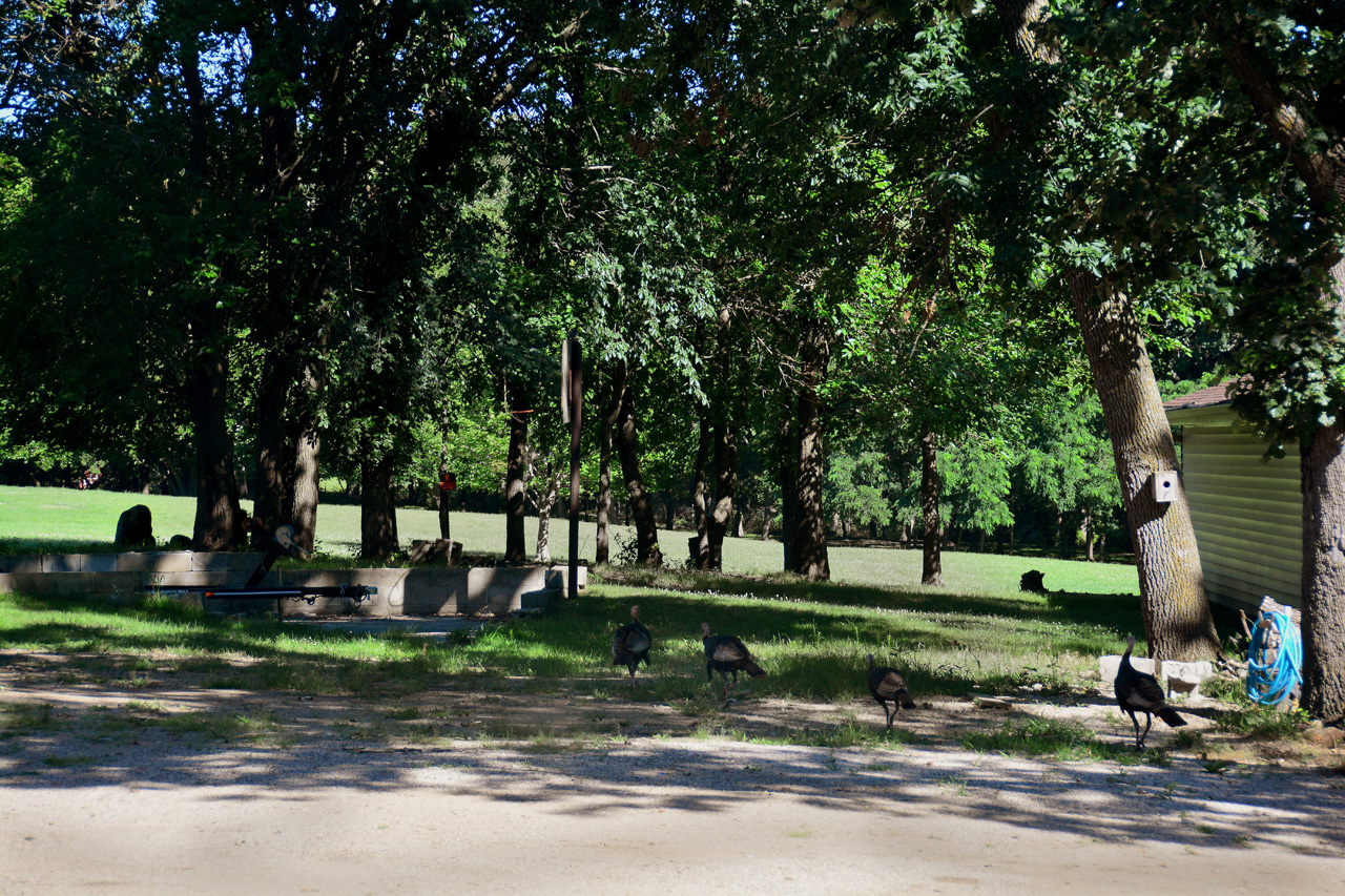 2016-07-25, 001, Wild Turkeys at Campground