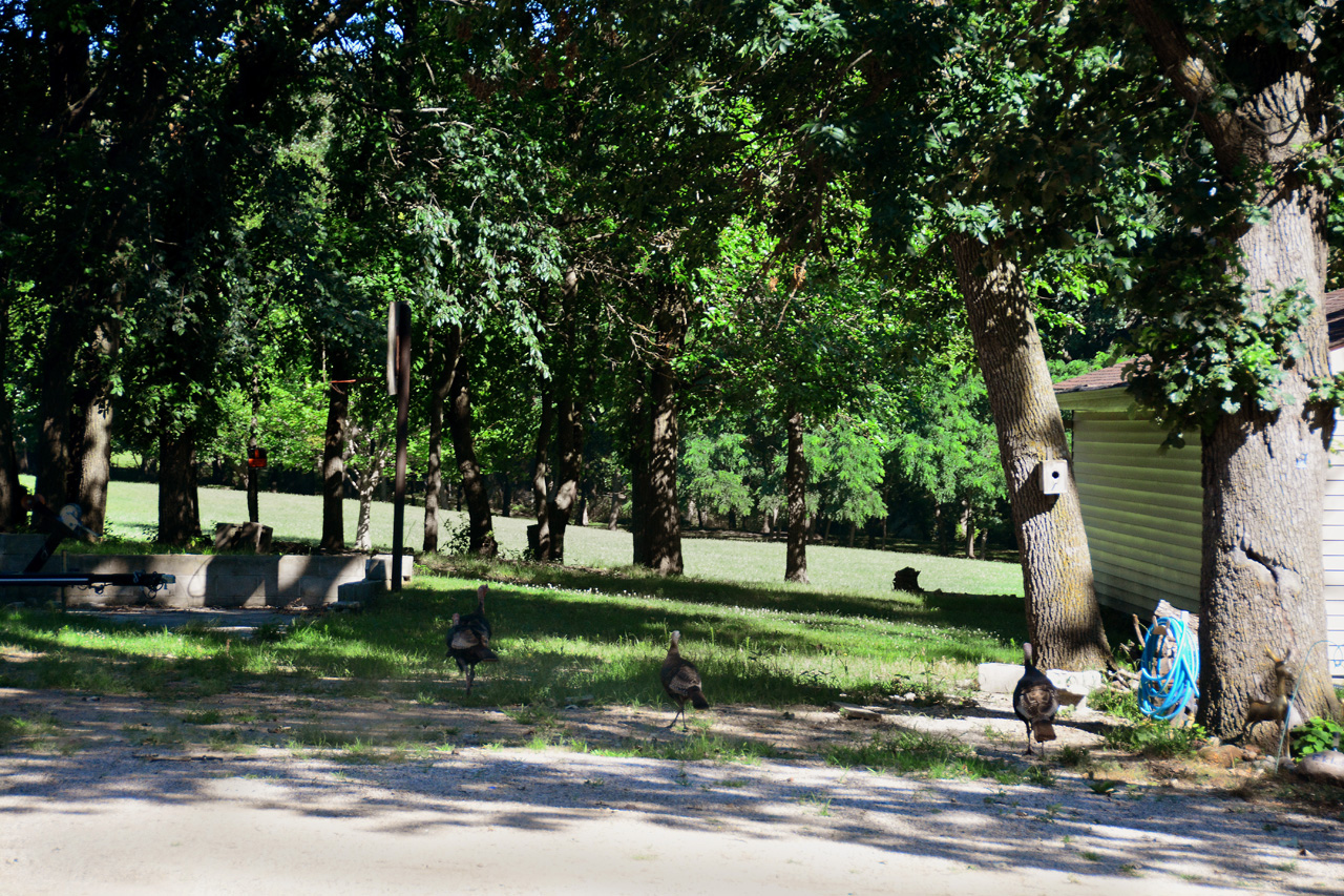 2016-07-25, 002, Wild Turkeys at Campground