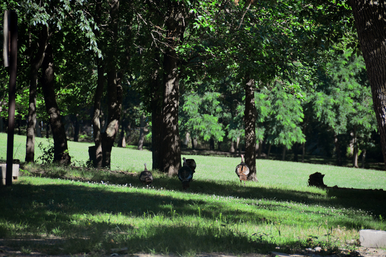 2016-07-25, 004, Wild Turkeys at Campground