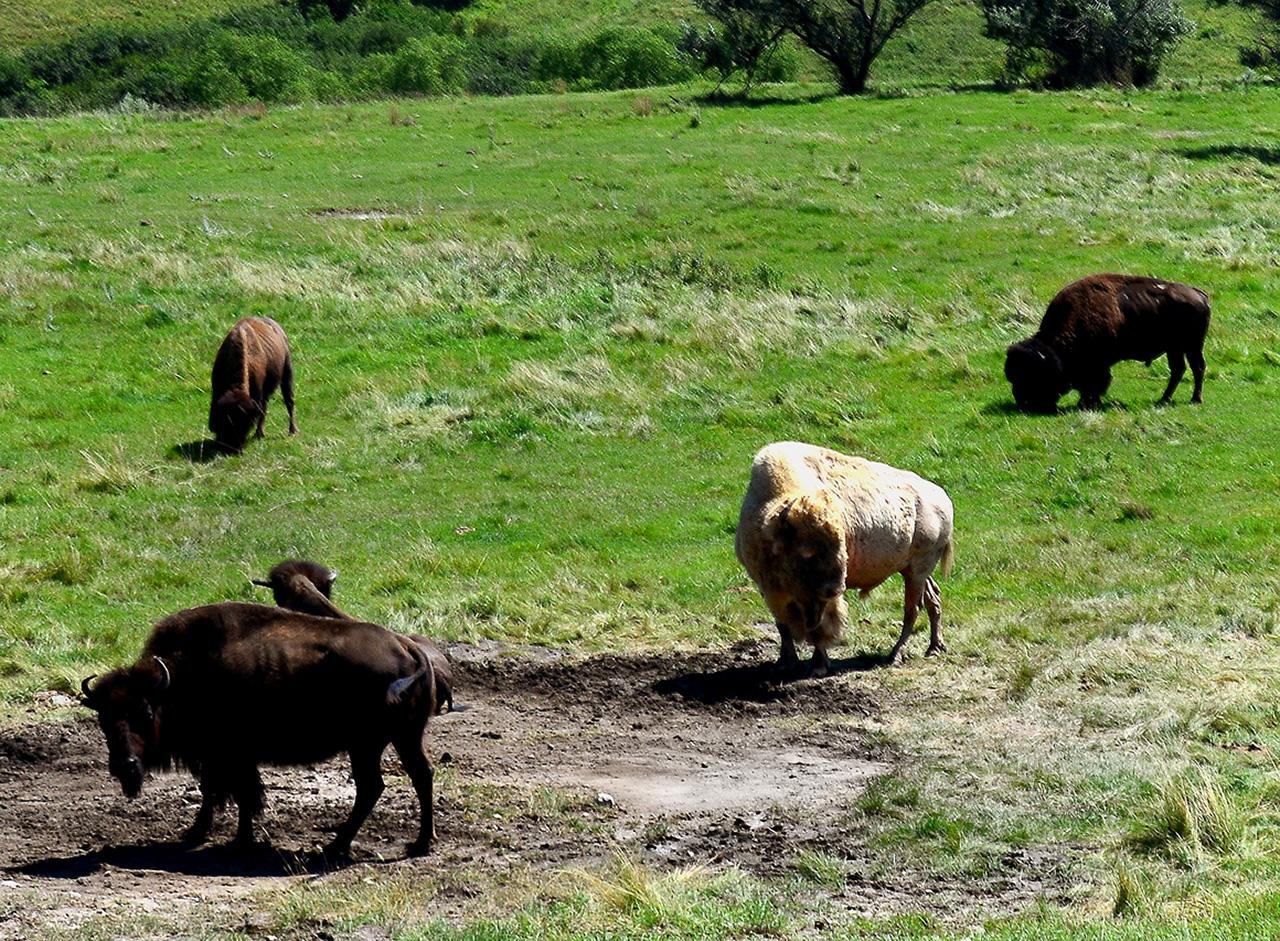2016-08-02, 018, National Buffalo Museum