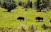 2016-08-02, 014, National Buffalo Museum
