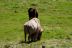 2016-08-02, 016, National Buffalo Museum