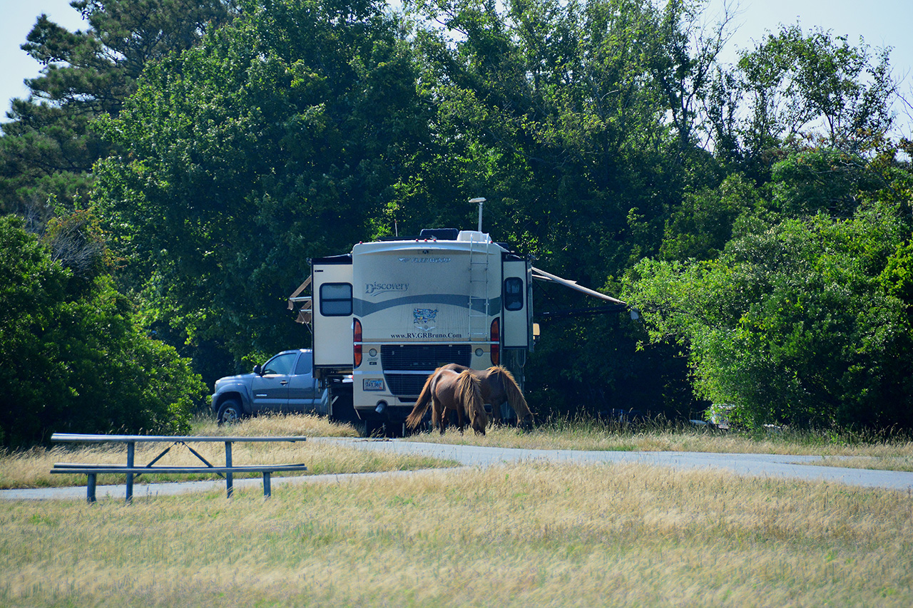 2017-06-12, 005, Horses in back of Motorhome