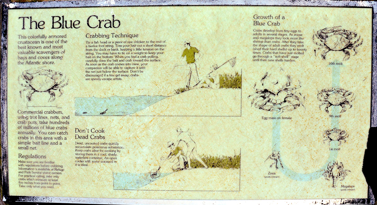 2017-06-13, 022, Blue Crabs at Assateague Island