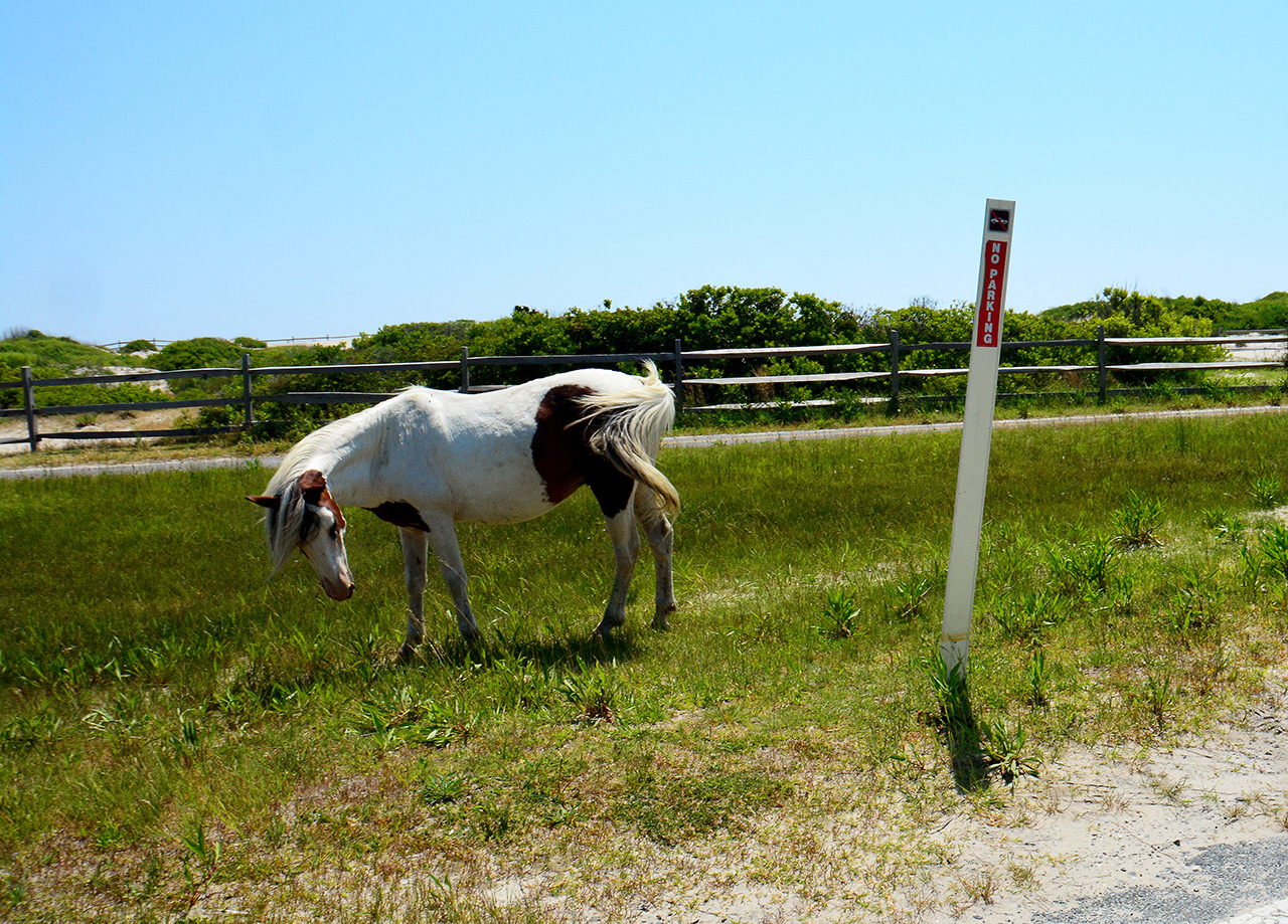 2017-06-13, 026, Horses at Assateague Island