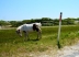 2017-06-13, 026, Horses at Assateague Island