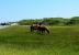 2017-06-13, 028, Horses at Assateague Island