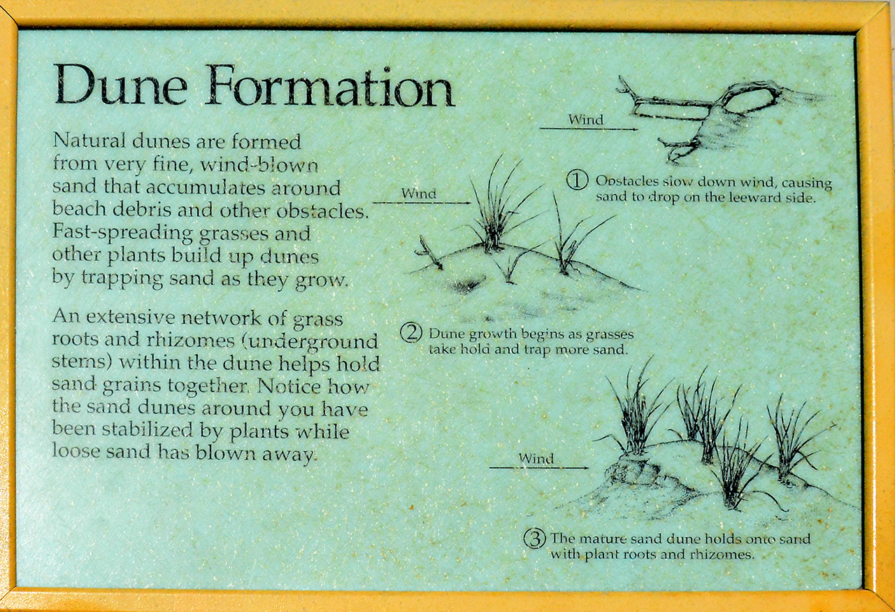 2017-06-13, 002, Dunes Trail at Assateague Island