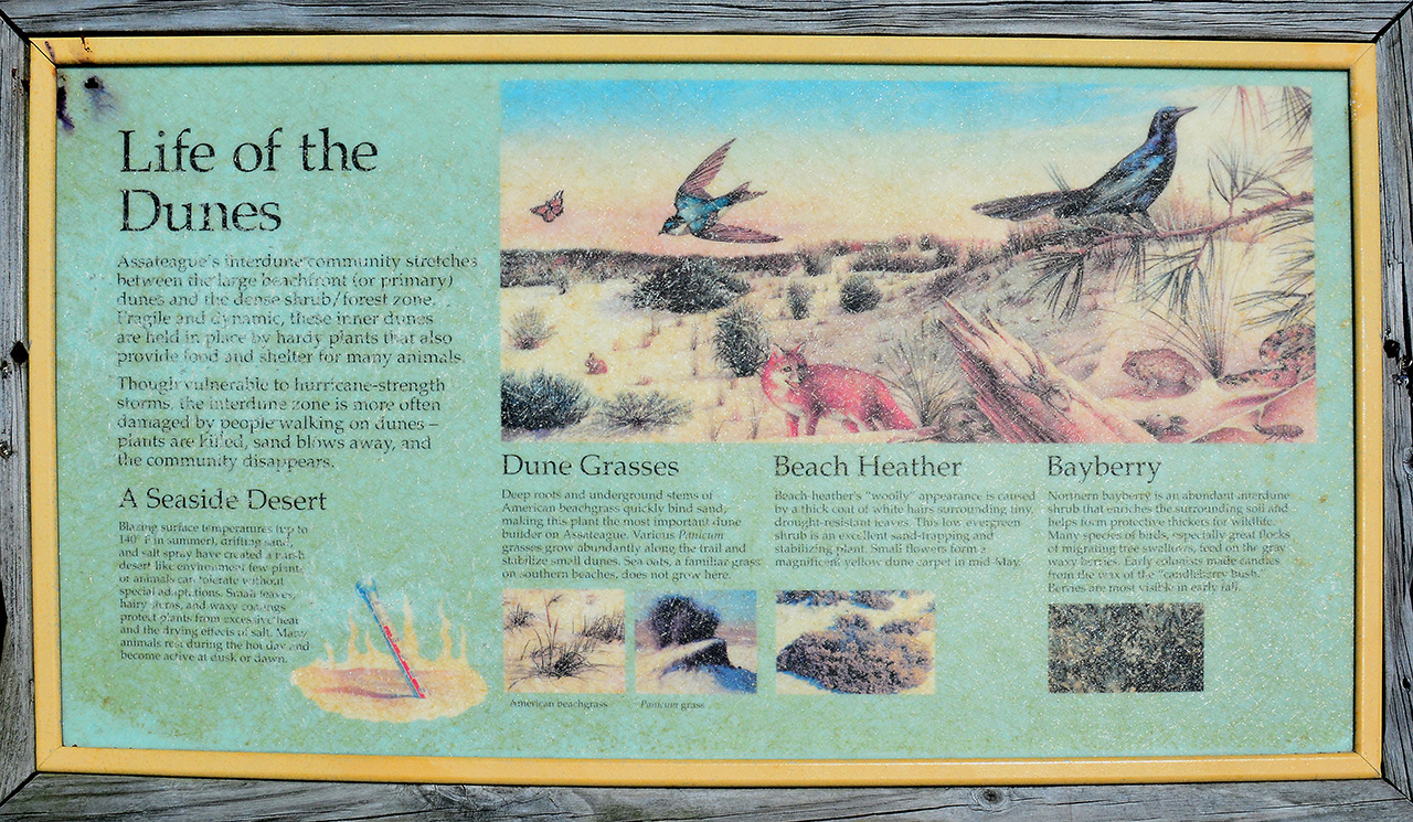2017-06-13, 007, Dunes Trail at Assateague Island