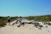 2017-06-13, 006, Dunes Trail at Assateague Island
