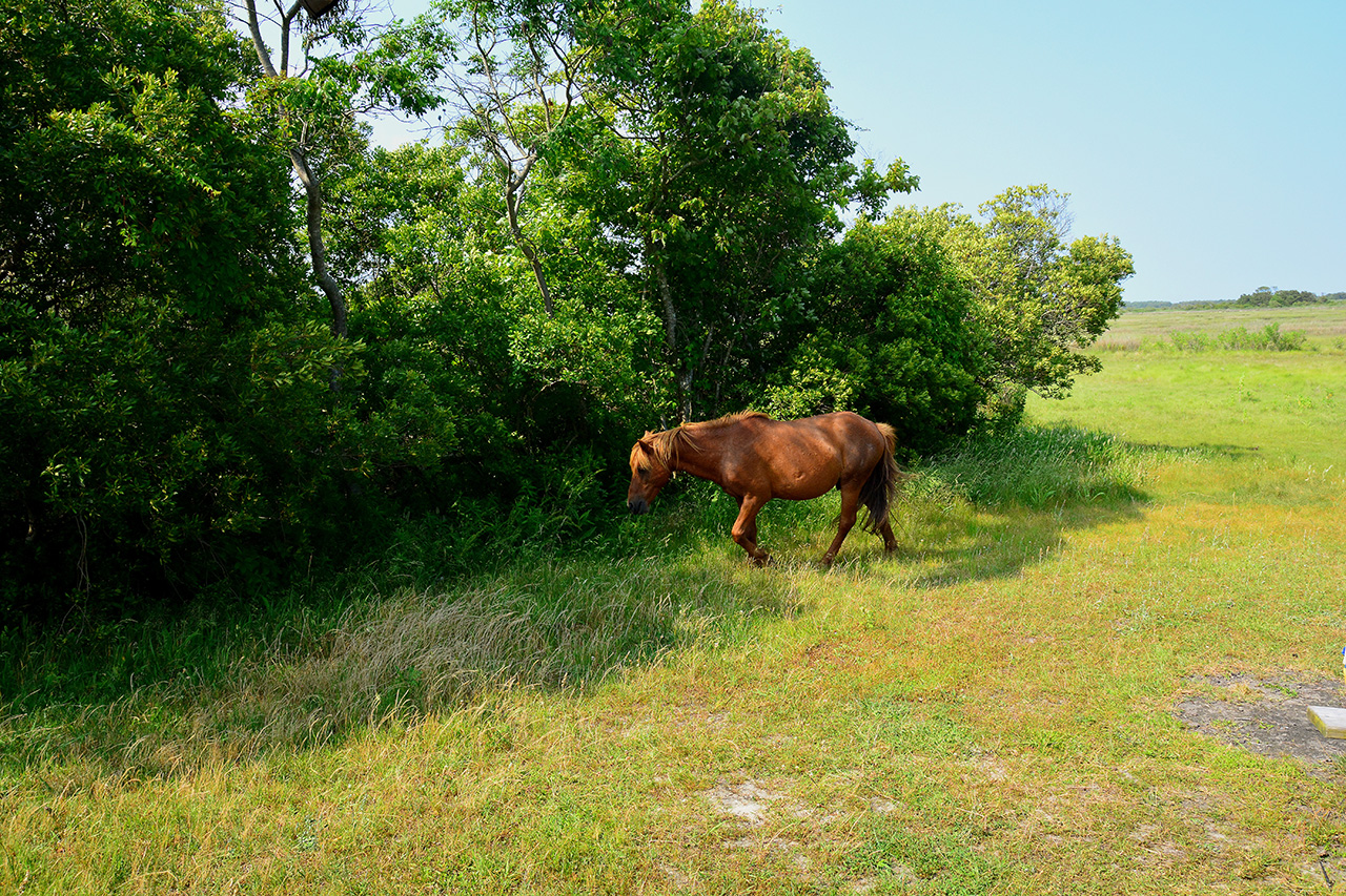 2017-06-12, 010, Assateague Island NS, MD