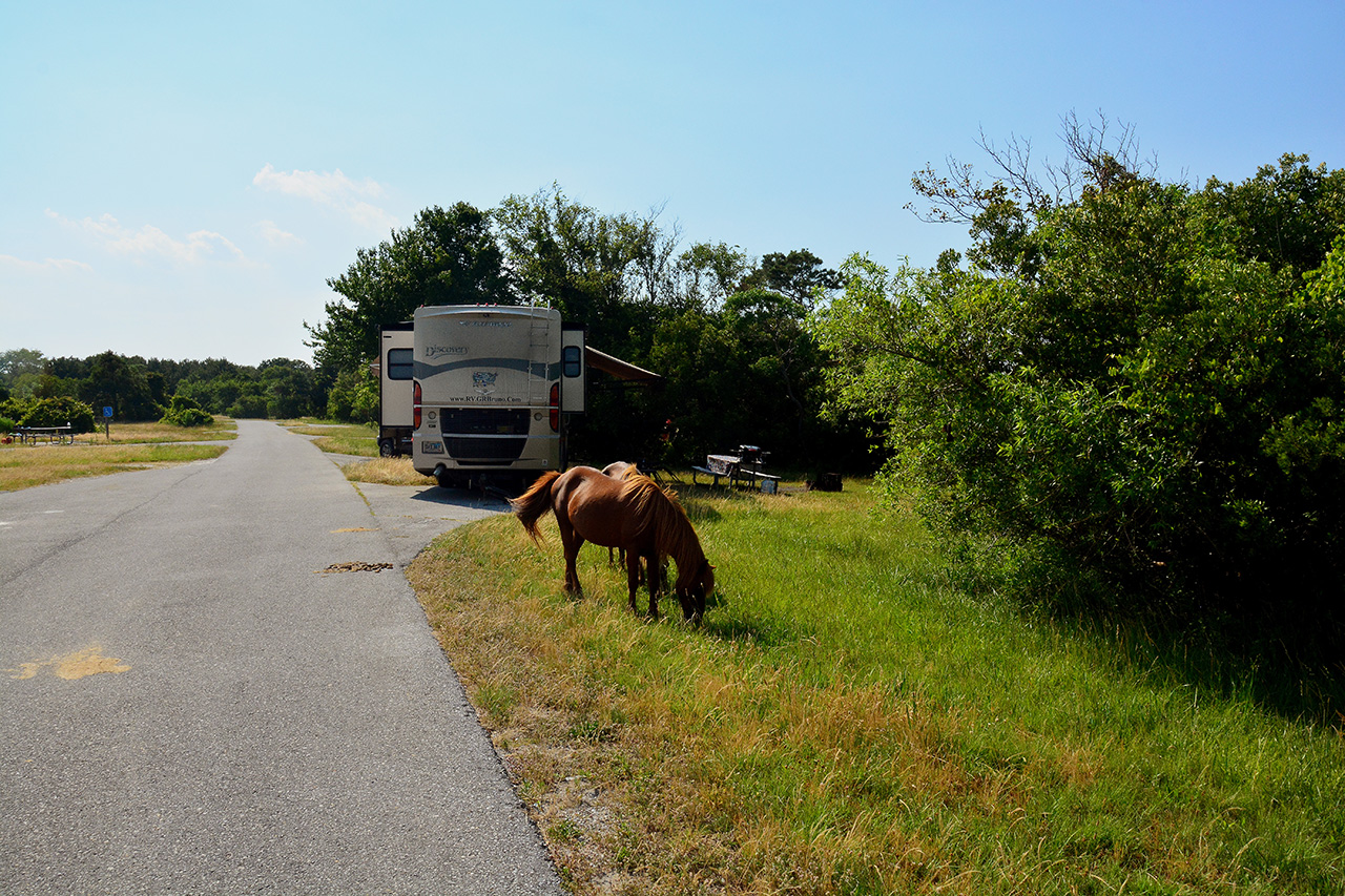 2017-06-12, 013, Assateague Island NS, MD
