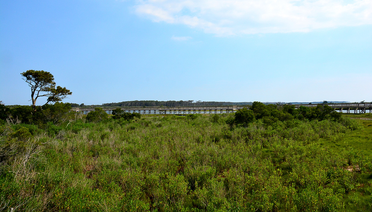 2017-06-12, 002, Life on the Marsh Trail