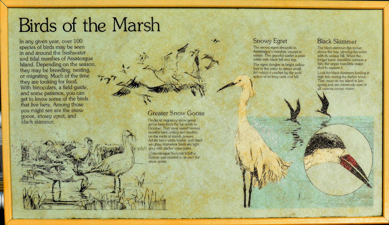 2017-06-12, 004, Life on the Marsh Trail