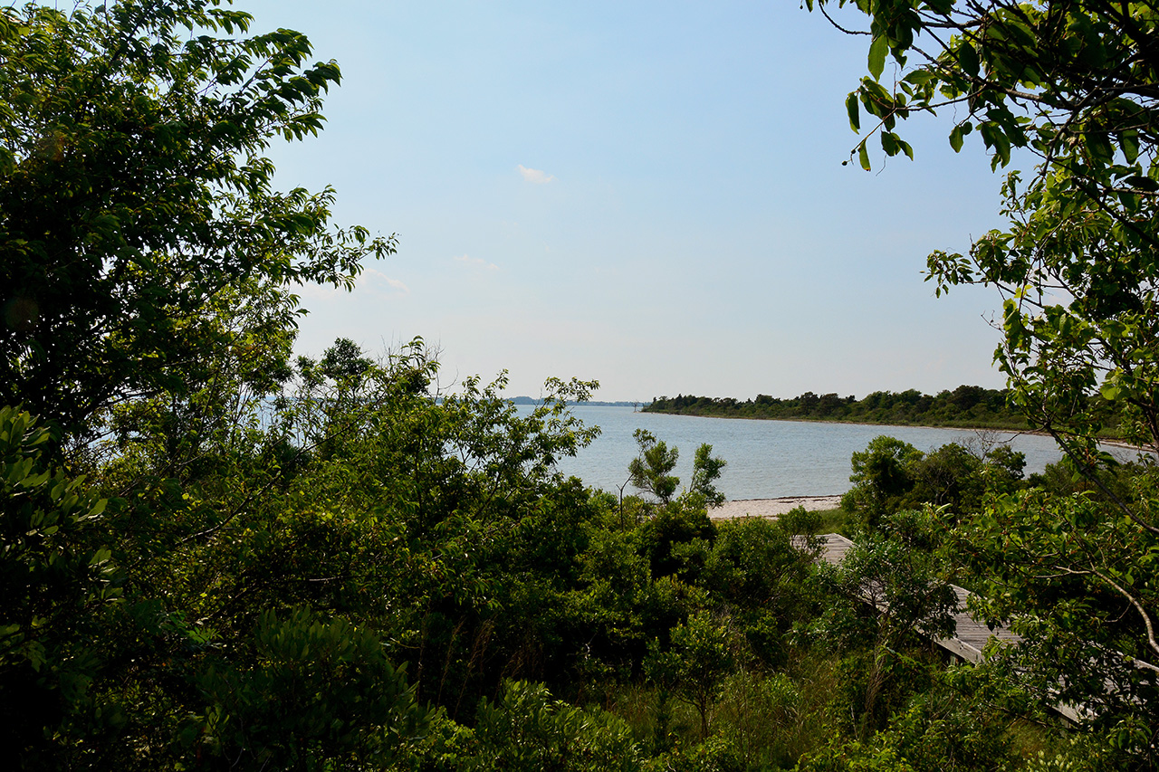 2017-06-12, 008, Life on the Marsh Trail