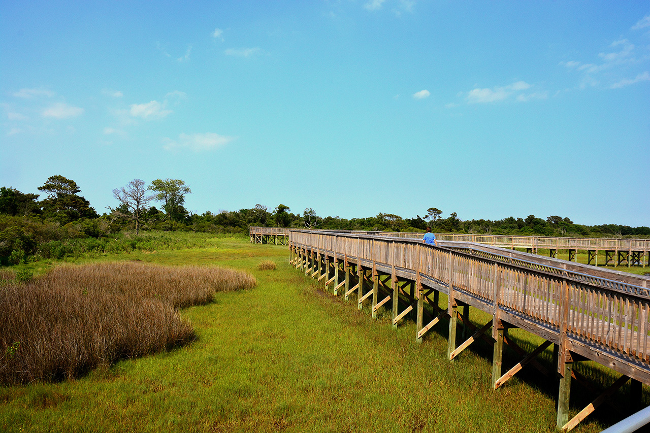 2017-06-12, 009, Life on the Marsh Trail
