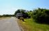 2017-06-12, 012, Assateague Island NS, MD