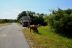 2017-06-12, 013, Assateague Island NS, MD
