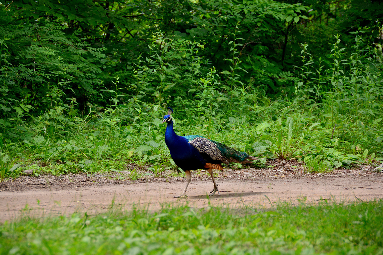 2017-06-23, 011, Wapiti Park CG, Elk River, MN