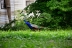2017-06-23, 008, Wapiti Park CG, Elk River, MN