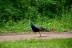 2017-06-23, 011, Wapiti Park CG, Elk River, MN