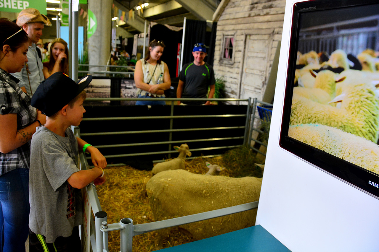 2017-07-08, 033, Calgary Stampede, AB, Baby Lambs