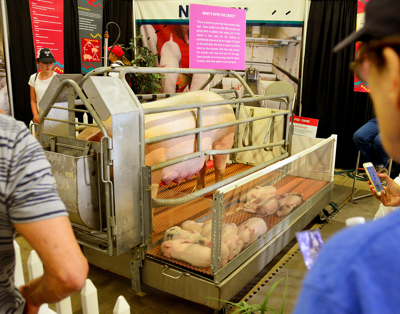 2017-07-08, 034, Calgary Stampede, AB, Baby Pigs