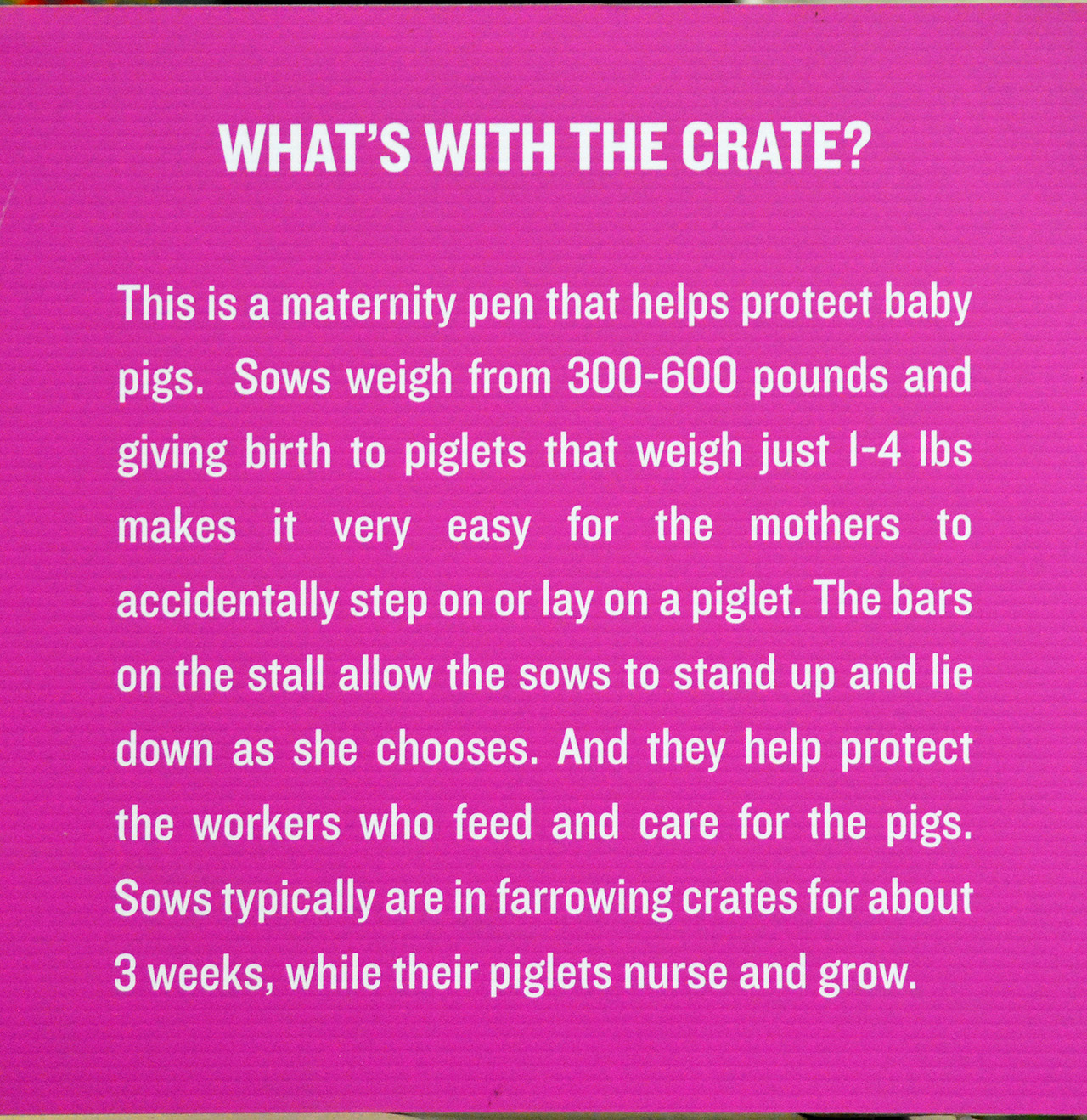 2017-07-08, 036, Calgary Stampede, AB, Baby Pigs