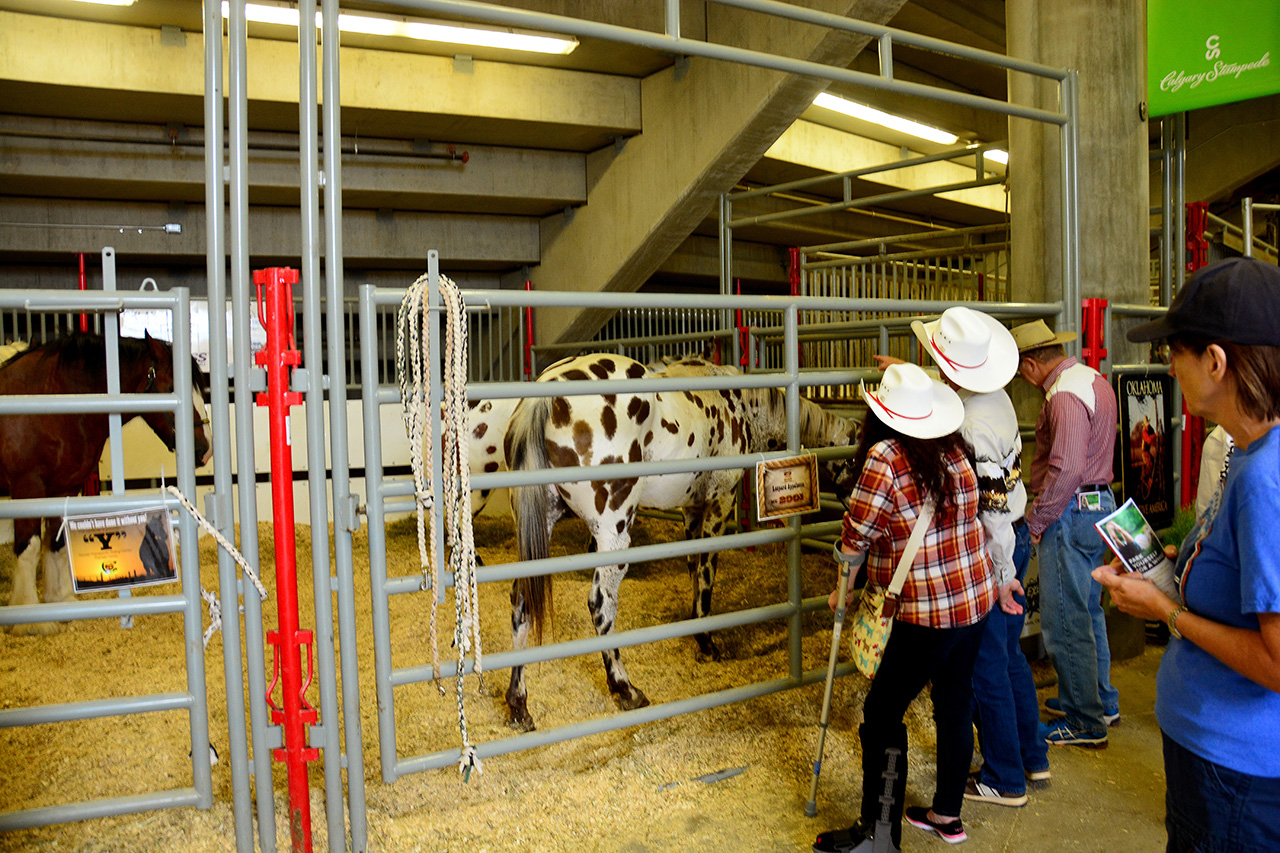 2017-07-08, 039, Calgary Stampede, AB, Leopard Appaloosa