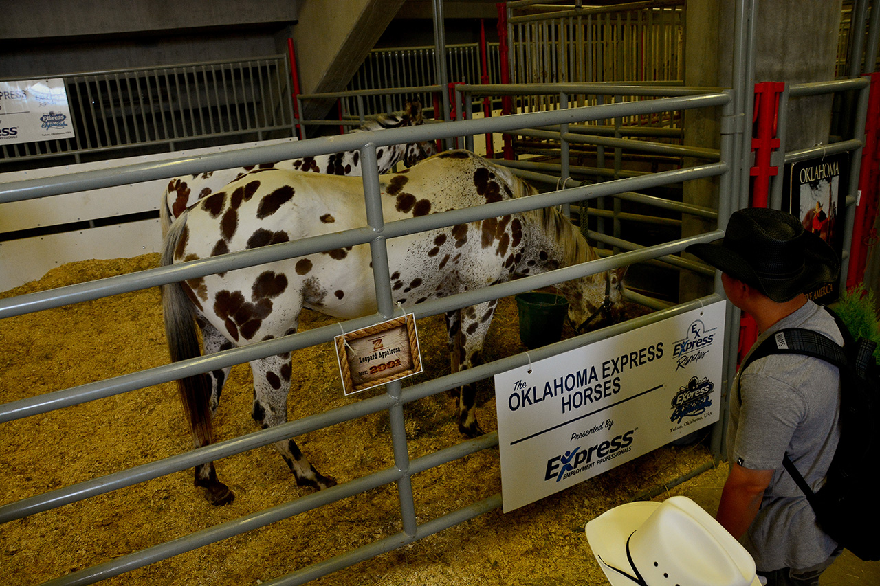 2017-07-08, 040, Calgary Stampede, AB, Leopard Appaloosa