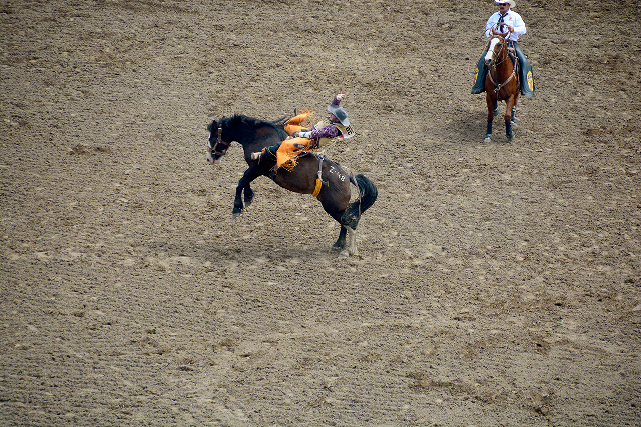 2017-07-10, 028, Calgary Stampede, AB, Saddle Bronco Riding