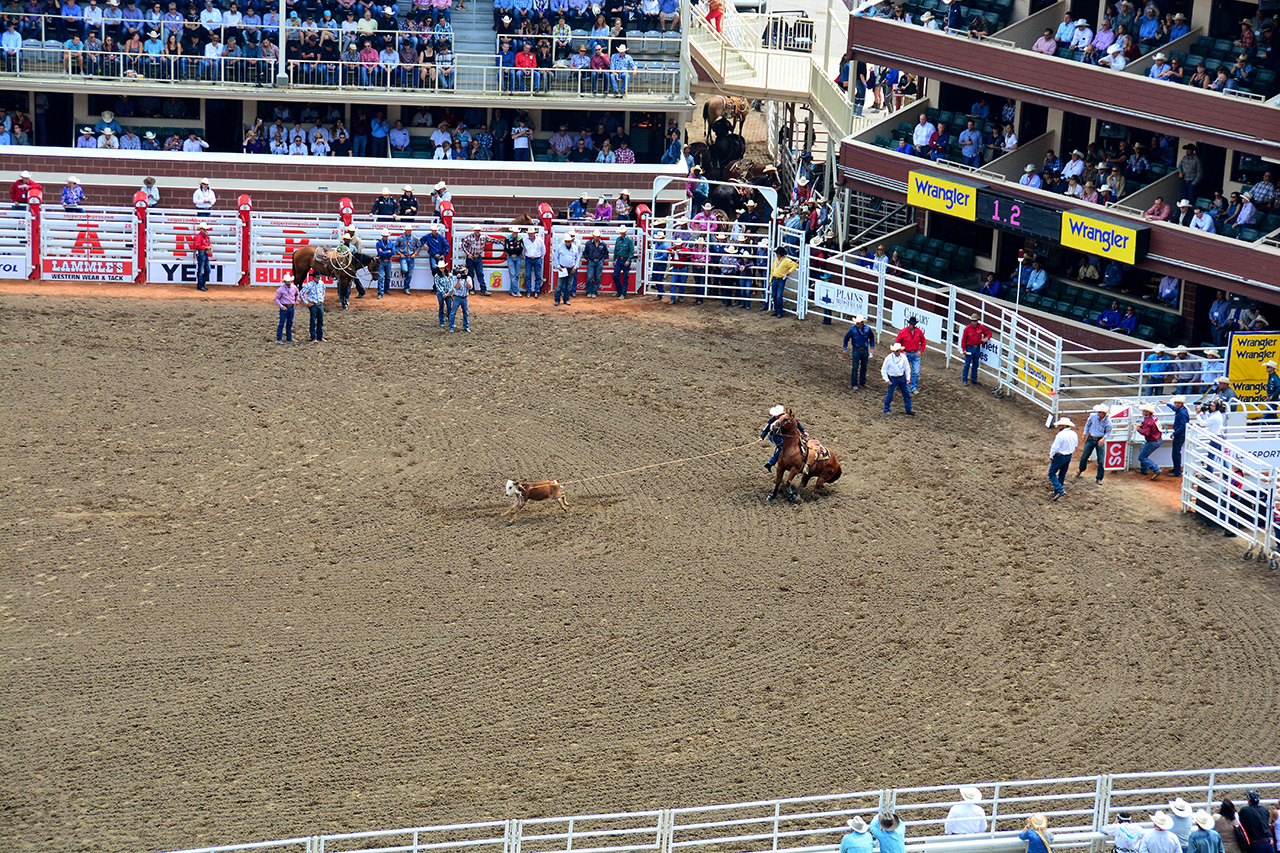 2017-07-10, 033, Calgary Stampede, AB, Tie Down Roping