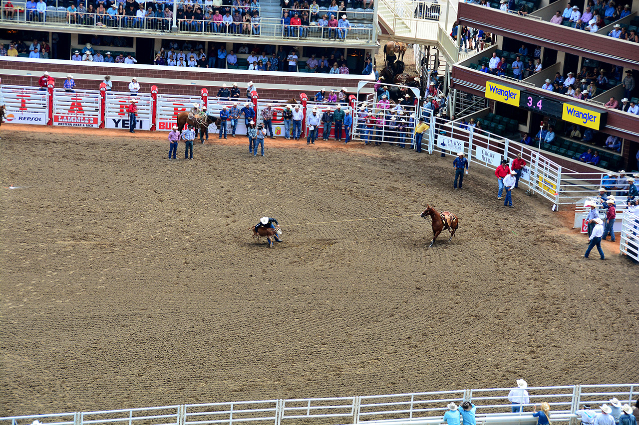 2017-07-10, 035, Calgary Stampede, AB, Tie Down Roping