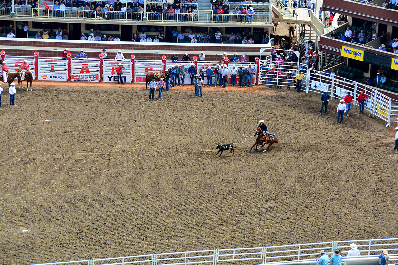 2017-07-10, 038, Calgary Stampede, AB, Tie Down Roping