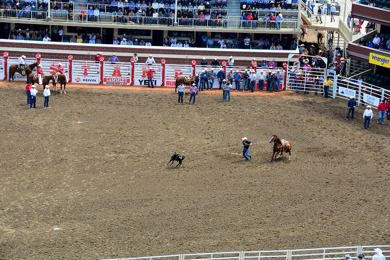 2017-07-10, 039, Calgary Stampede, AB, Tie Down Roping